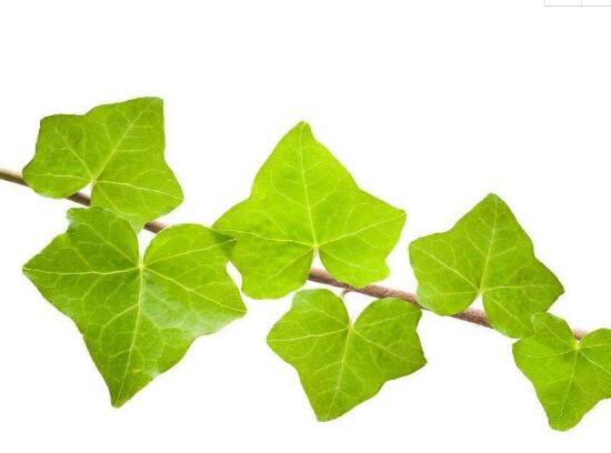 常春藤葉子發(fā)黃的原因有三，讓它重新恢復(fù)生機(jī)