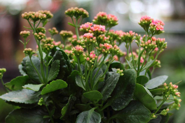 長(zhǎng)壽花冬季怎么養(yǎng)殖