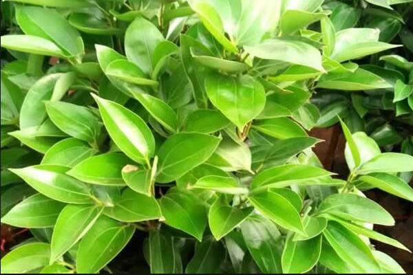 平安樹葉子下垂是什么原因，平安樹葉子下垂怎么辦