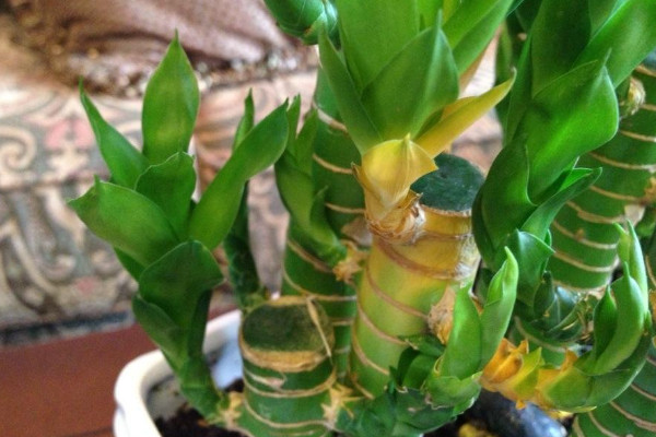 冬天富貴竹葉子發(fā)黃加醋，無論土培還是水培都不建議