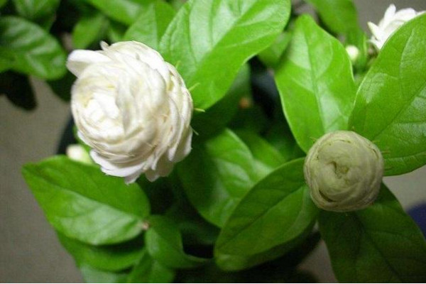 虎頭茉莉有毒嗎，沒有毒性可以方向養(yǎng)護(hù)