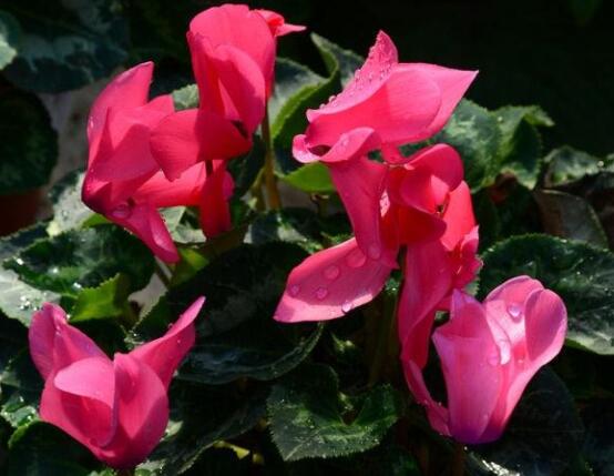 仙客來(lái)不長(zhǎng)新葉怎么辦，多半是盆土澆水光照導(dǎo)致