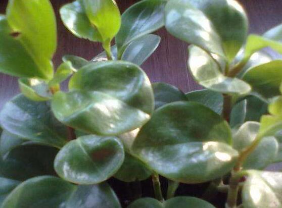 碧玉花怎么修剪，五個基本步驟修剪更加美觀