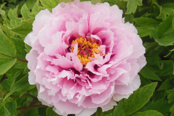 盆栽牡丹花的養(yǎng)殖方法和注意事項(xiàng)