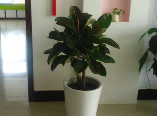 橡皮樹(shù)的葉插方法，擇基部下小嫩芽葉片/春秋季節(jié)扦插最佳