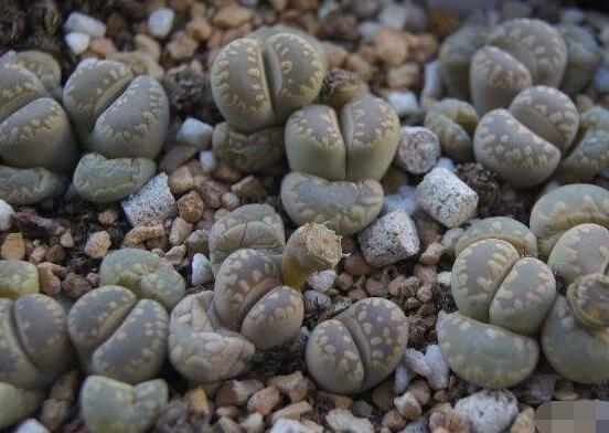 生石花怎么養(yǎng)護，做好五點生長美觀茂盛