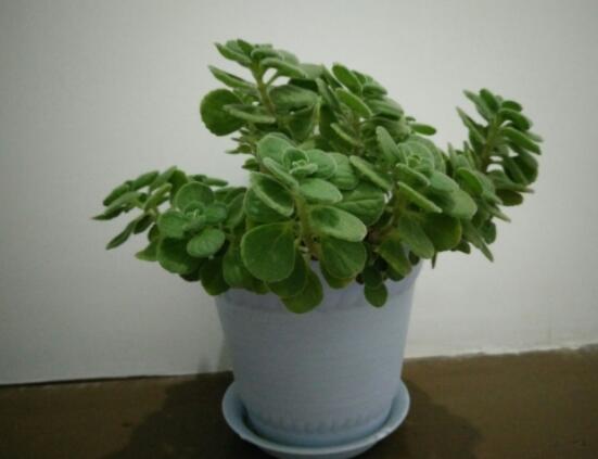 碰碰香怎么養(yǎng)茂盛，只需做好五個要點盆盆爆滿