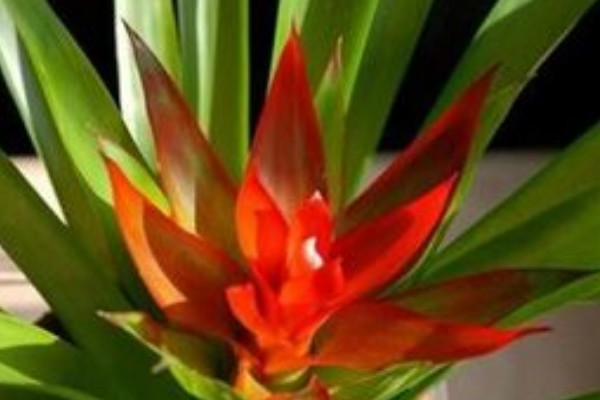 鴻運(yùn)當(dāng)頭夏季怎樣養(yǎng)護(hù)