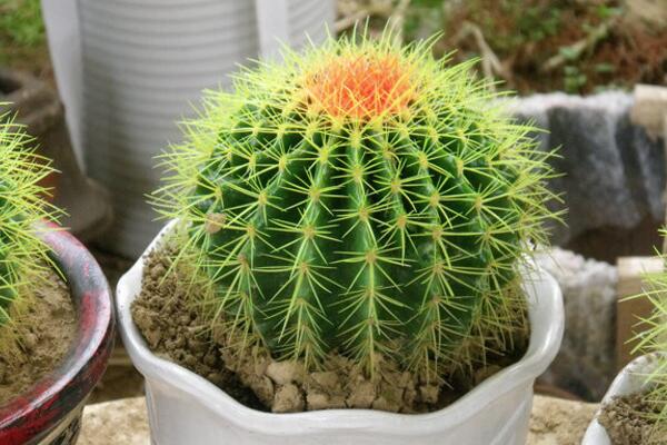 仙人球澆水方法，不同的季節(jié)植株對水分的需求不同