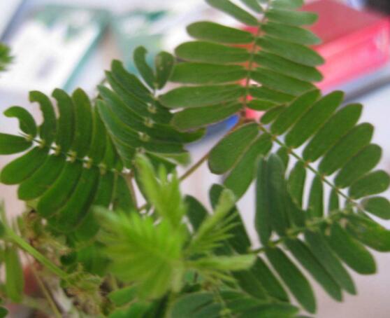 含羞草蔫了怎么辦，教你三種最直觀(guān)有效解決方法