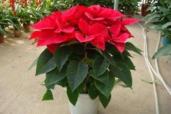 一品紅葉子下垂怎么辦，4種方法解決葉子下垂問題