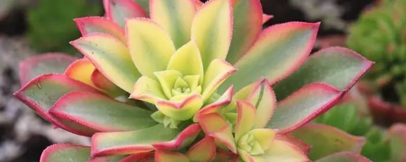 艷日輝為什么葉片發(fā)黑