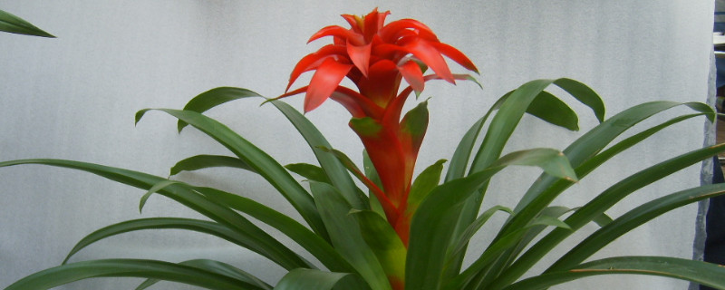 鴻運(yùn)當(dāng)頭幼苗怎么移栽