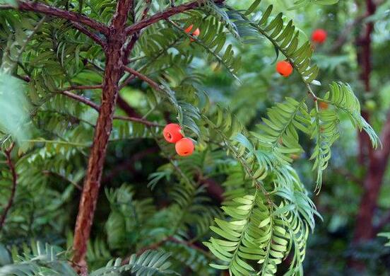 紅豆杉怎么養(yǎng)長得快，教你六種養(yǎng)殖方法生長枝繁葉茂