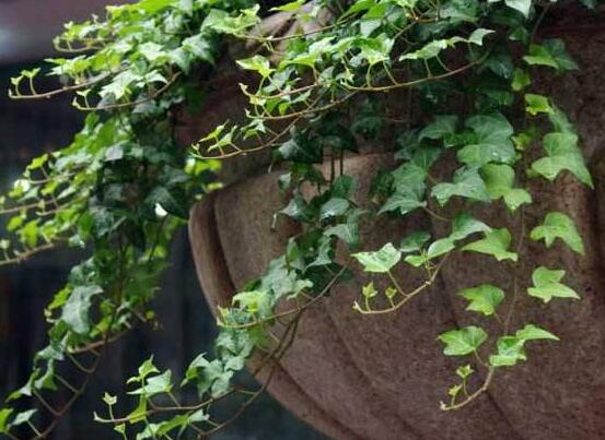 水培常春藤的養(yǎng)殖方法，老農(nóng)總結(jié)的簡單易學(xué)三部曲