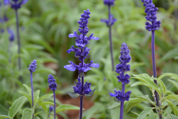 藍(lán)花鼠尾草與薰衣草的區(qū)別，薰衣草花香沁人心脾