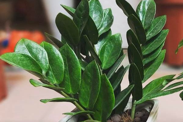 金錢樹怎么養(yǎng)才能發(fā)出新枝