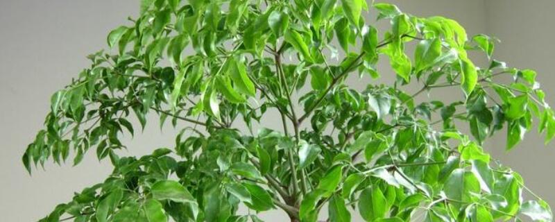 幸福樹(shù)葉子越長(zhǎng)越小