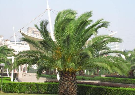 鐵樹什么時候開花，鐵樹十年開一次花