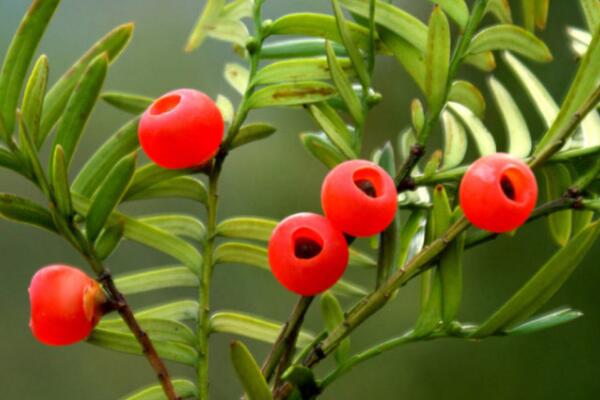 家里養(yǎng)紅豆杉吉利嗎，代表健康、長壽和不朽