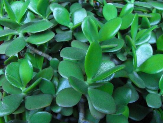 景天樹和玉樹的區(qū)別，教你兩種最容易分辨方法(葉型與花型)