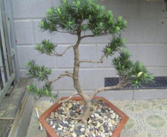 羅漢松盆景養(yǎng)護方法，老農總結五大最實際有效方法