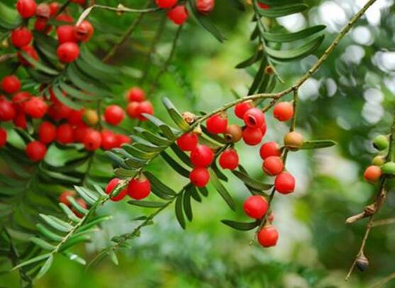 紅豆杉的養(yǎng)殖方法和注意事項(xiàng)，七大基本方法養(yǎng)殖郁郁蔥蔥