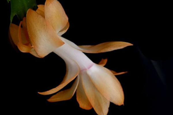 蟹爪蘭怎么養(yǎng)才能開花