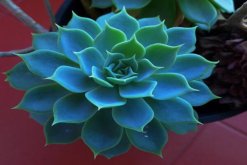 寶石花養(yǎng)殖方法和注意事項，寶石花的四點養(yǎng)護技巧