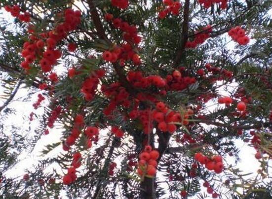 紅豆杉怎么養(yǎng)殖，紅豆杉養(yǎng)殖方法