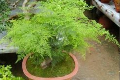 剪下來的文竹能插活嗎，文竹扦插繁殖的秘訣