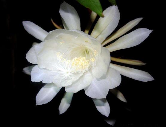 曇花的養(yǎng)殖方法和注意事項，老農(nóng)總結(jié)七大最實用養(yǎng)殖方法