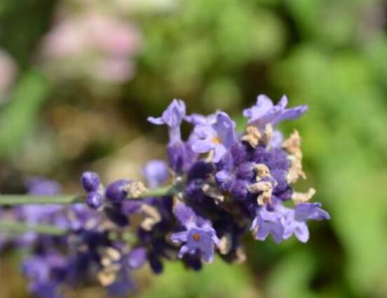 薰衣草的種類圖片大全，欣賞最好看的六大品種