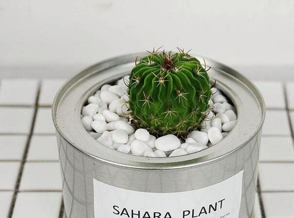 仙人球長斑怎么辦，及時挖掉并且合理養(yǎng)護