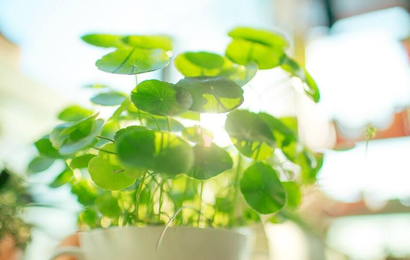 銅錢(qián)草放在什么位置好，放在陽(yáng)臺(tái)上最合適