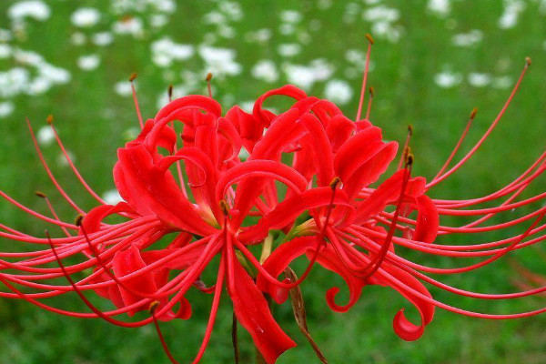 彼岸花盆栽會(huì)開花嗎