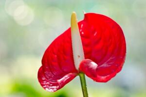 紅掌葉子發(fā)黃怎么補救，改善土質(zhì)補充光照