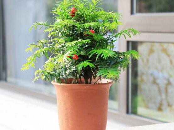 紅豆杉盆景冬天怎么養(yǎng)，教你五個(gè)好方法安然過冬