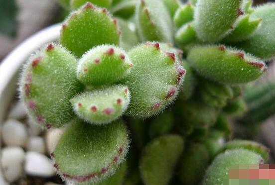 熊童子葉斑病怎么辦，及時摘除病葉、噴灑藥物治療