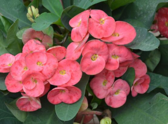 虎刺梅黃葉怎么辦，多半是施肥和修剪不當(dāng)引起的