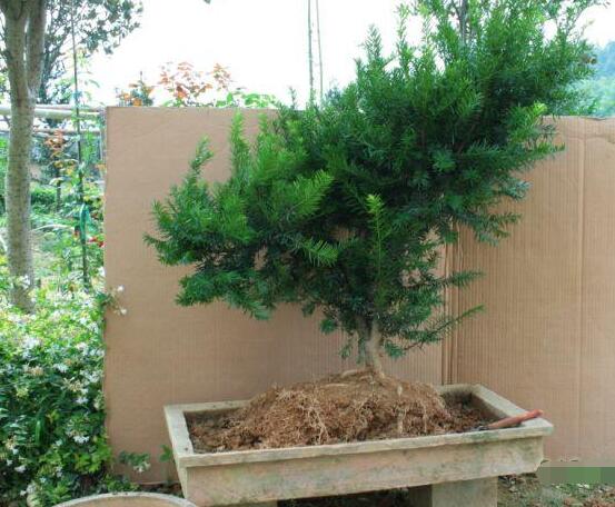 如何養(yǎng)紅豆杉，土壤要豐富營(yíng)養(yǎng)/肥水相結(jié)合