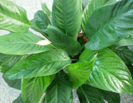 一帆風(fēng)順用什么水澆，澆池塘水、淘米水生長(zhǎng)最快