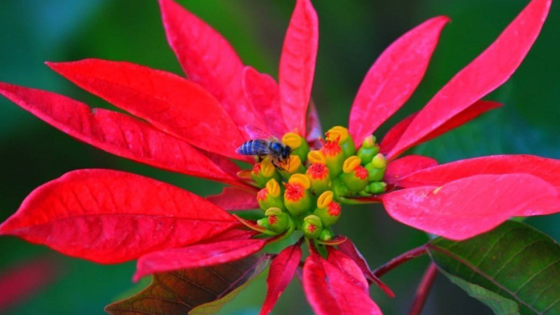 一品紅多久澆一次水