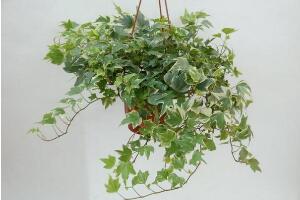 常春藤葉子發(fā)黃的原因有三，讓它重新恢復(fù)生機(jī)