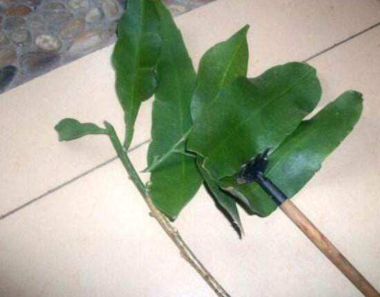 曇花什么時(shí)候葉插，以春季為主/擇兩年生健康老葉