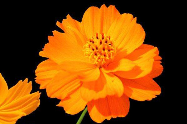 硫華菊花語(yǔ)