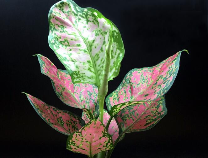 彩葉萬年青有毒嗎，汁液和莖部組織液有毒