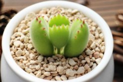 熊童子澆水方法，不同的季節(jié)有不同的要點