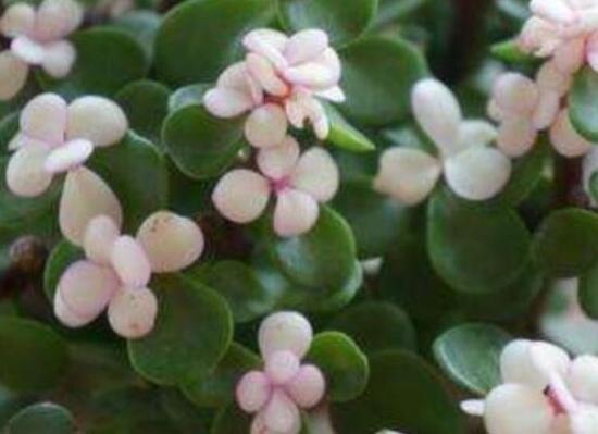 雅樂之舞葉片發(fā)皺是怎么回事，主要有三種原因造成(光照/溫度/澆水)