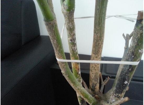 平安樹爛根還有救嗎，平安樹爛根了怎么辦